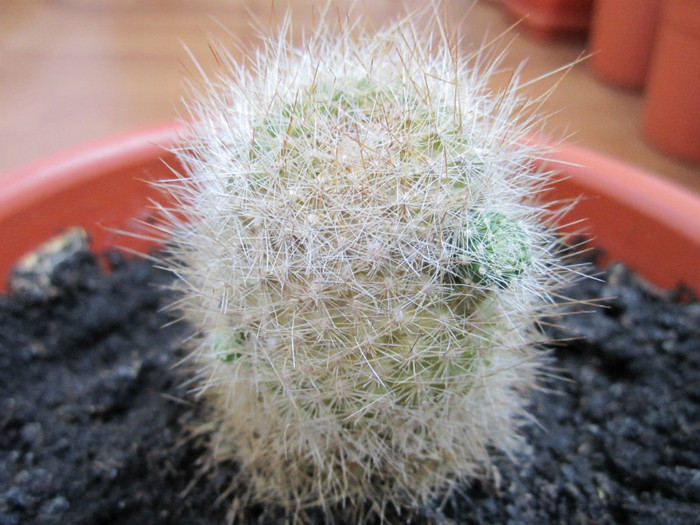 Astept ajutorul cunoscatorilor pentru identificare