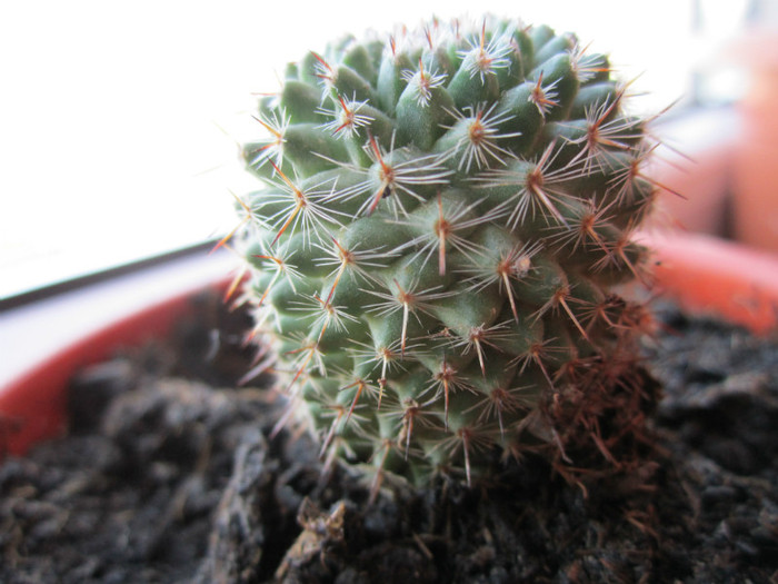 Astept ajutorul cunoscatorilor pentru identificare