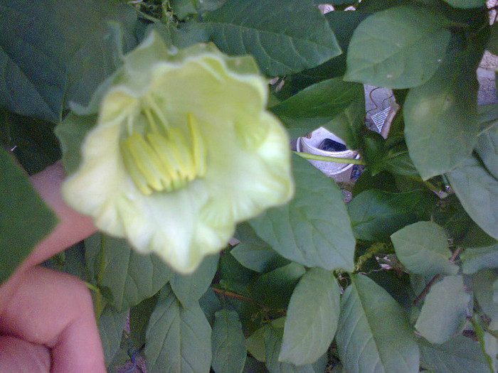  - A-Flori 2012