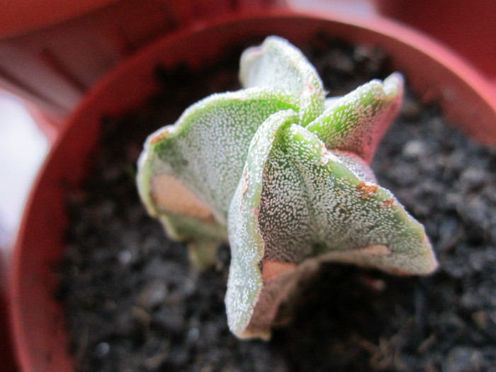 Astept ajutorul cunoscatorilor pentru identificare