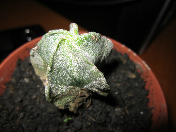 Astrophitum myriostigma v.columnare?- 22 06 2012