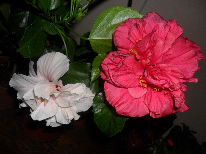 Hibiscus Clasic White si Clasic Pink