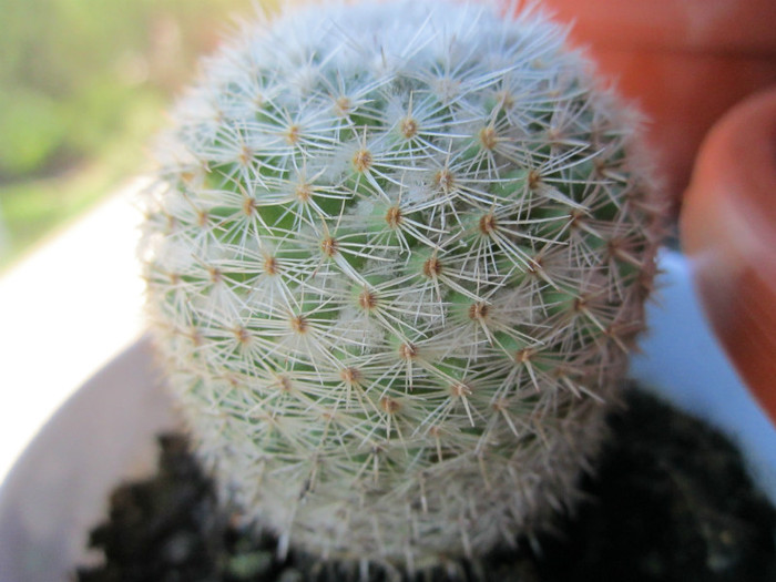 Multumesc domnului Nevezi! - cactusi - 2012