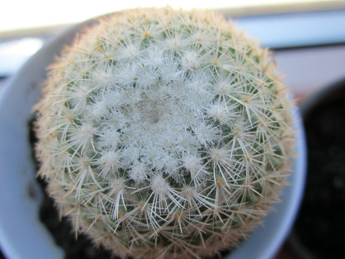 Astept ajutorul cunoscatorilor pentru identificare