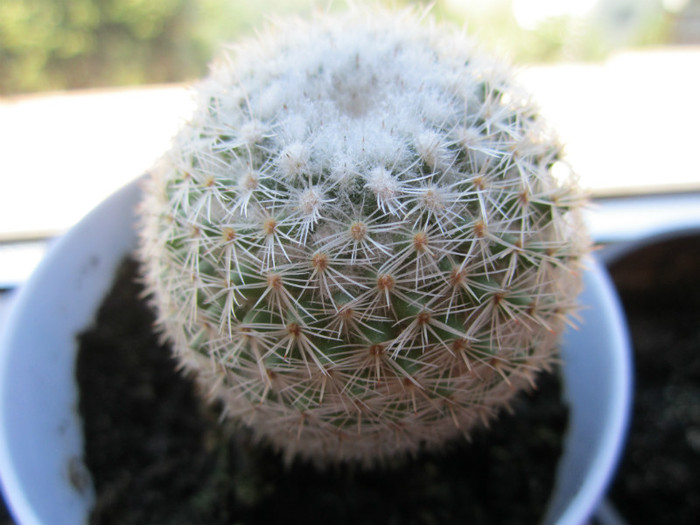 Mammillaria supertexta? - 22 06 2012