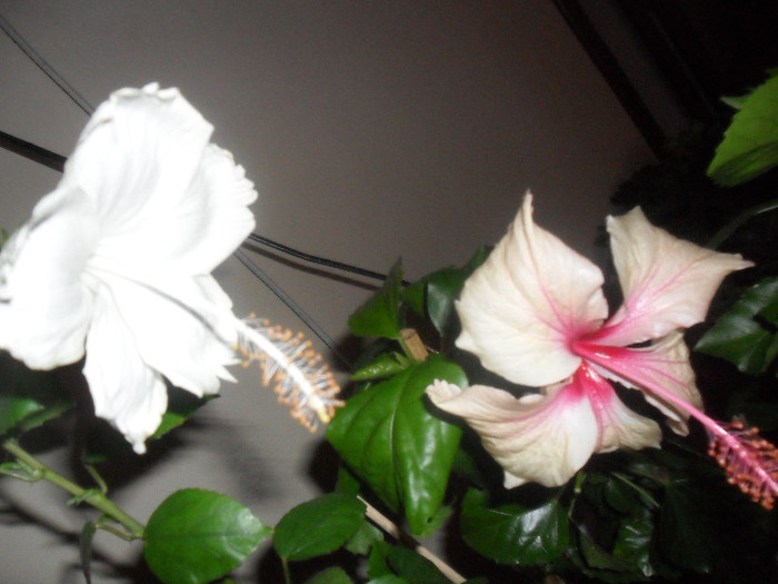 White Swann  si Rowena s Wielding