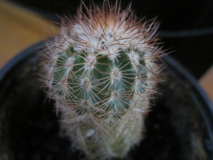 Astept ajutorul cunoscatorilor pentru identificare