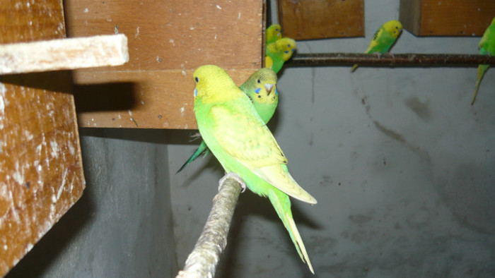 P1090838 - papagali 2012