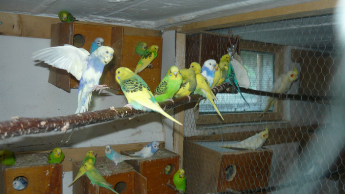 P1090839 - papagali 2012