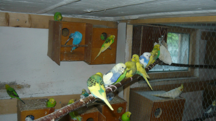 P1090840 - papagali 2012