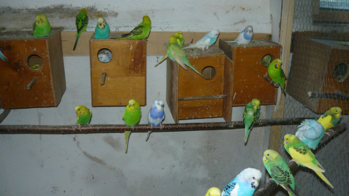P1090841 - papagali 2012