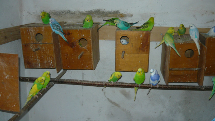 P1090842 - papagali 2012