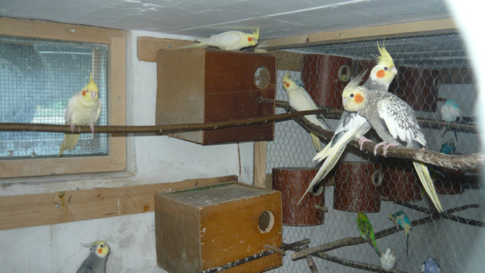 P1090843 - papagali 2012