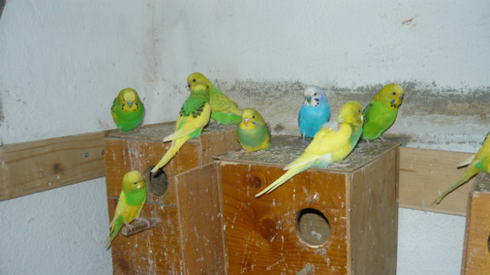 P1090868 - papagali 2012