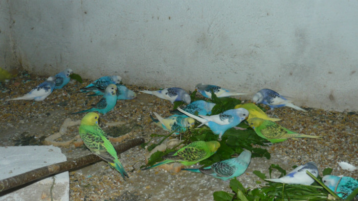 P1090871 - papagali 2012