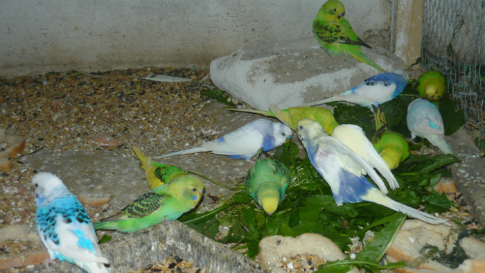 P1090878 - papagali 2012