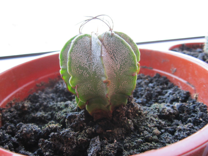 Multumesc domnului Nevezi!