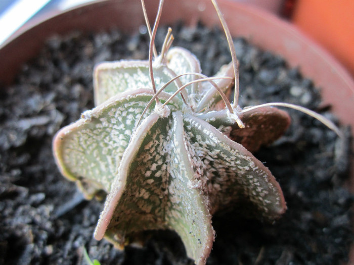 Astrophytum capricone-22 06 2012