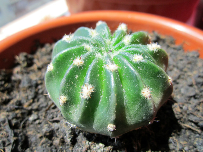 Multumesc domnului Nevezi!