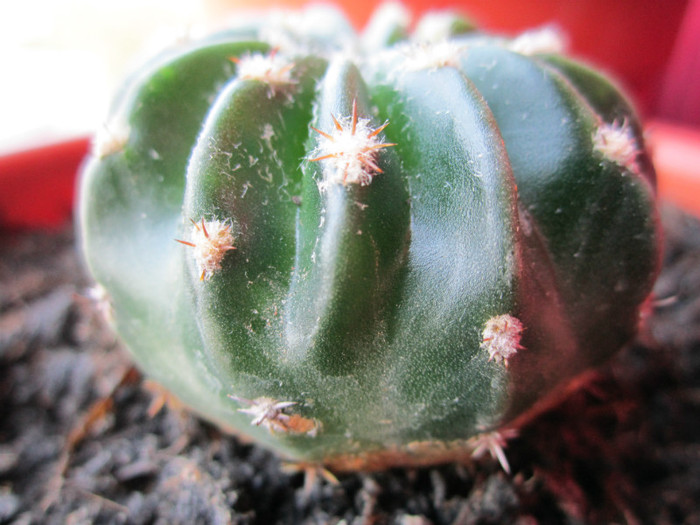 Echinopsis  - 22 06 2012