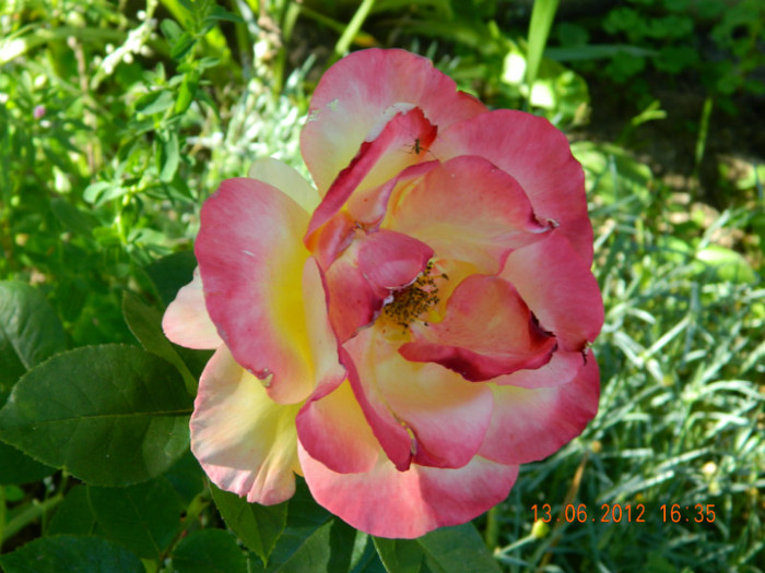 004 - 6_IUNIE