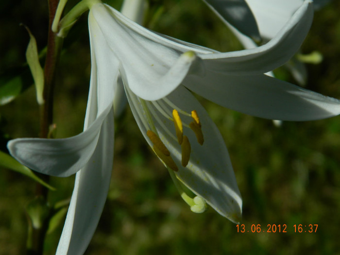 010 - 6_IUNIE