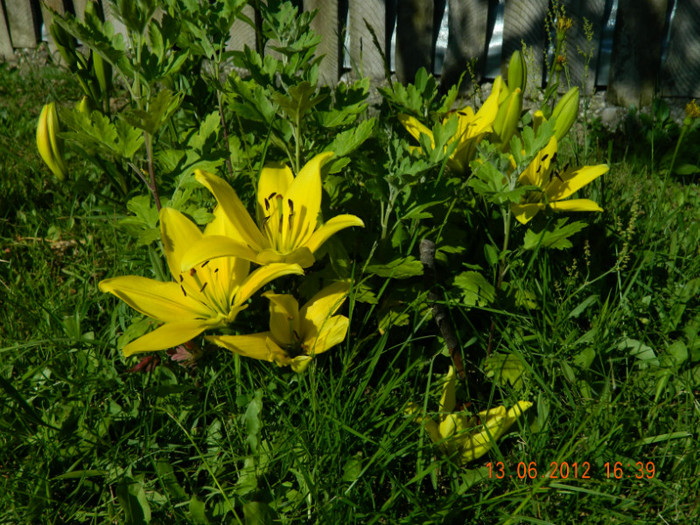 013 - 6_IUNIE