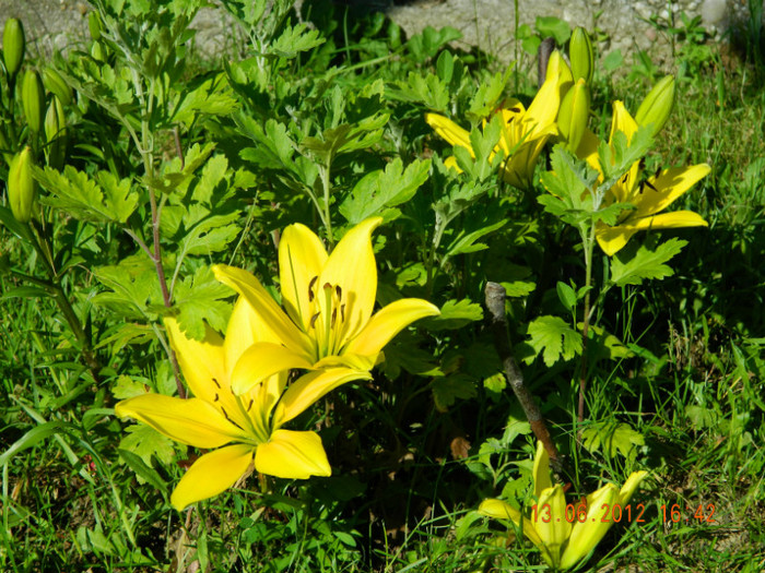 014 - 6_IUNIE