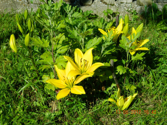 015 - 6_IUNIE
