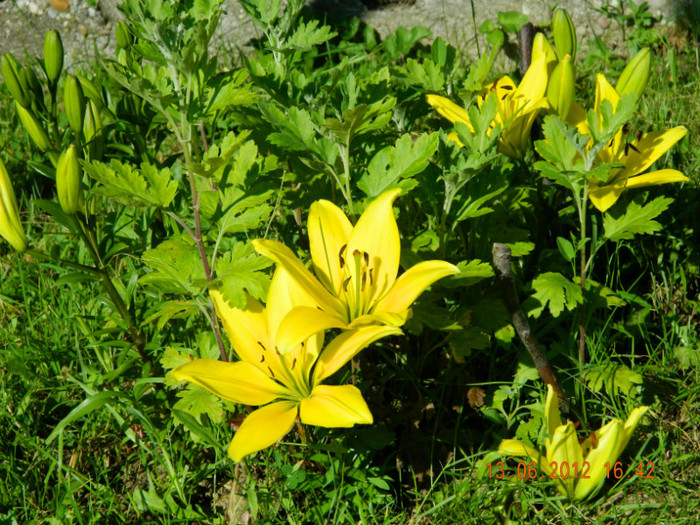 016 - 6_IUNIE