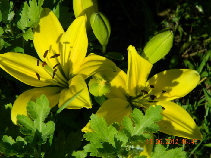 018 - 6_IUNIE