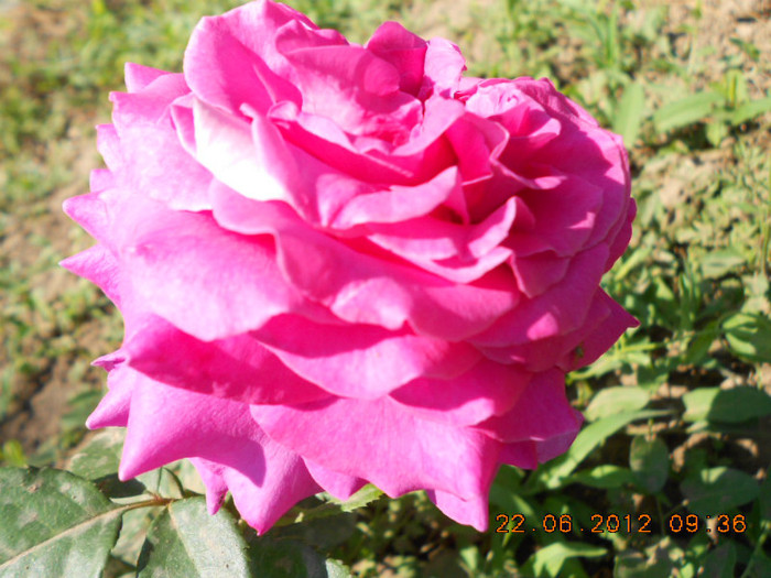 DSCN4110