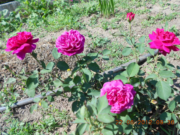 DSCN4112 - Trandafirii Lottum in gradina mea