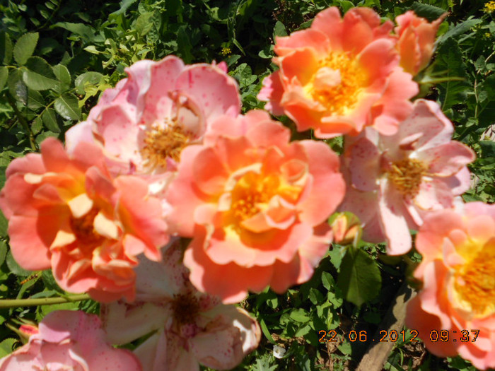 DSCN4118 - Trandafirii Lottum in gradina mea