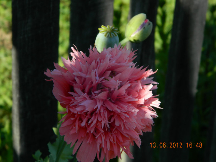 029 - 6_IUNIE