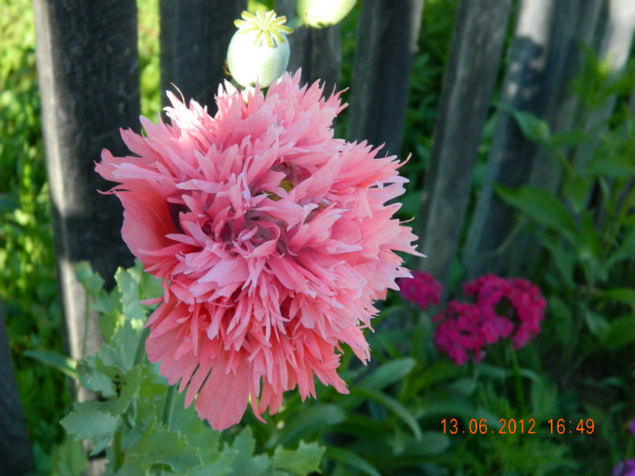 032 - 6_IUNIE