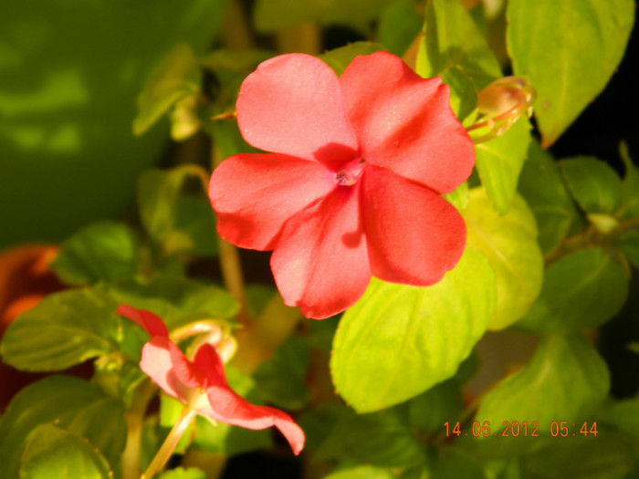 035 - 6_IUNIE