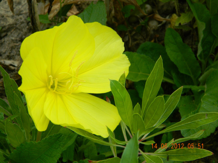 049 - 6_IUNIE