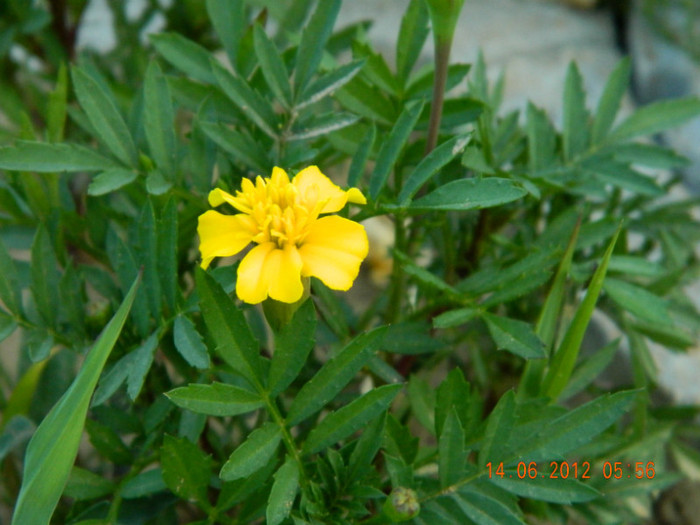 058 - 6_IUNIE