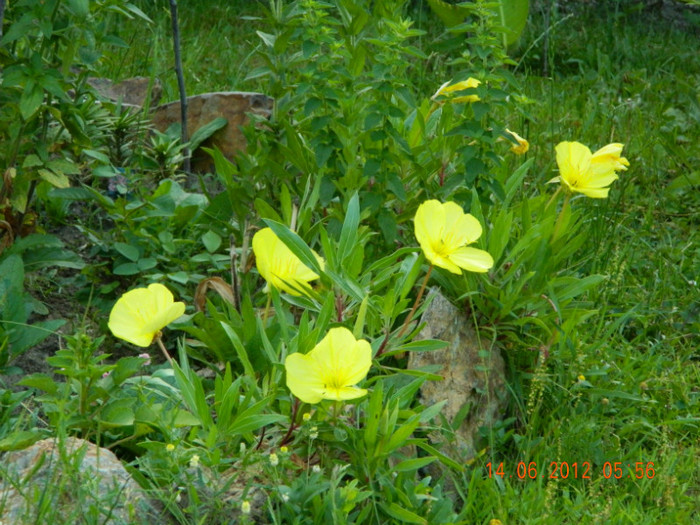 059 - 6_IUNIE