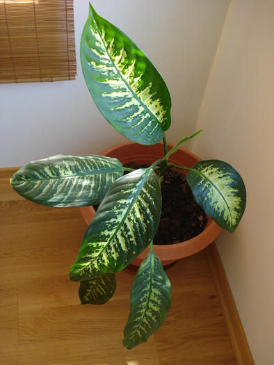 Dieffenbachia Tropic Snow (2009, Apr.09) - Dieffenbachia Tropic Snow