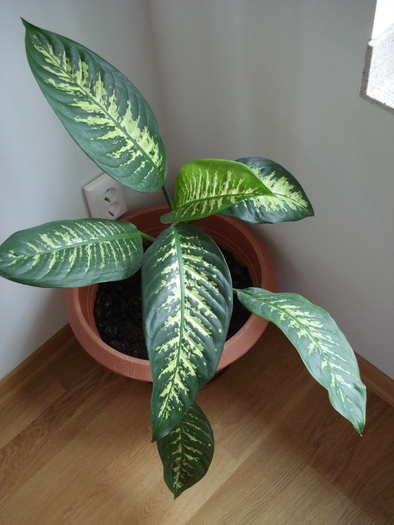 Dieffenbachia Tropic Snow (2009, May 07)