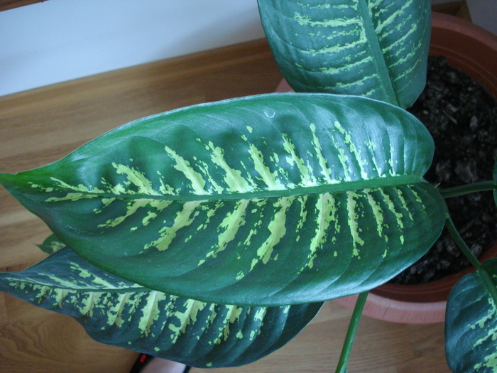 Dieffenbachia Tropic Snow (2009, Apr.26) - Dieffenbachia Tropic Snow