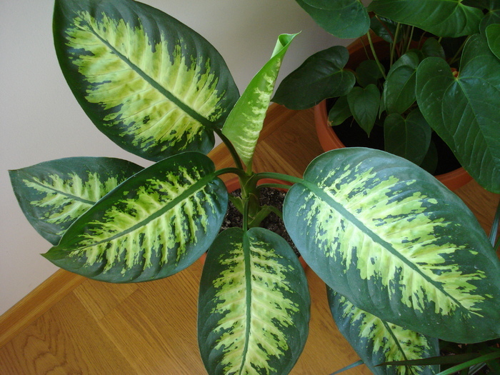 Dieffenbachia Tropic Snow (2009, Jun.01) - Dieffenbachia Tropic Snow