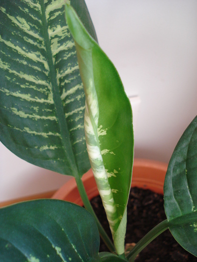 Dieffenbachia Tropic Snow (2009, Jun.13) - Dieffenbachia Tropic Snow