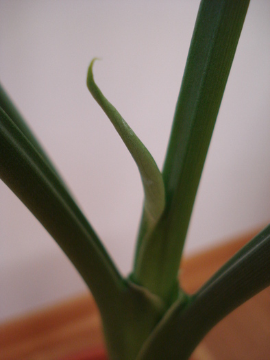 Dieffenbachia Tropic Snow (2009, Jun.13) - Dieffenbachia Tropic Snow