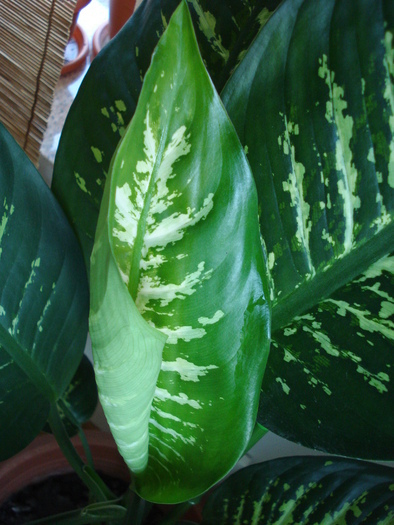 Dieffenbachia Tropic Snow (2010, May 11) - Dieffenbachia Tropic Snow