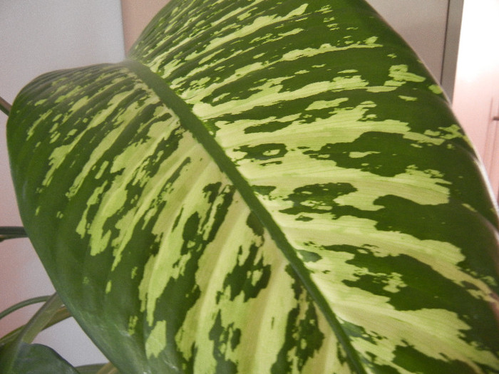 Dieffenbachia Tropic Snow (2012, Jun.21)