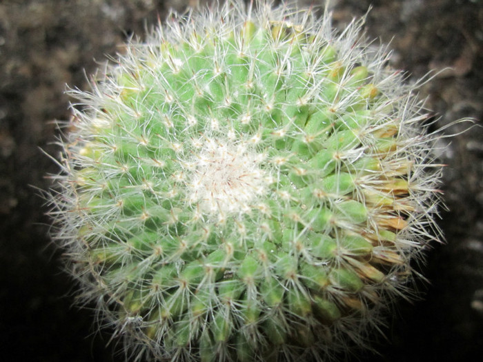 Astept ajutorul cunoscatorilor pentru identificare - cactusi - 2012
