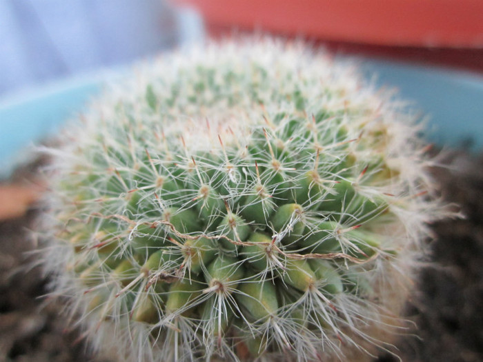22 06 2012 - cactusi - 2012